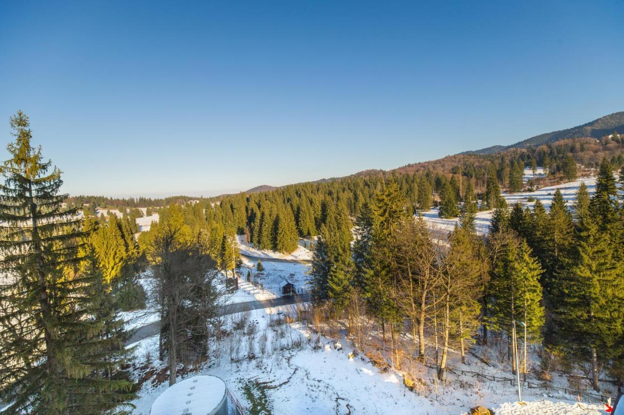 Forest Corner In Silver Mountain Of Poiana Brasov Buitenkant foto