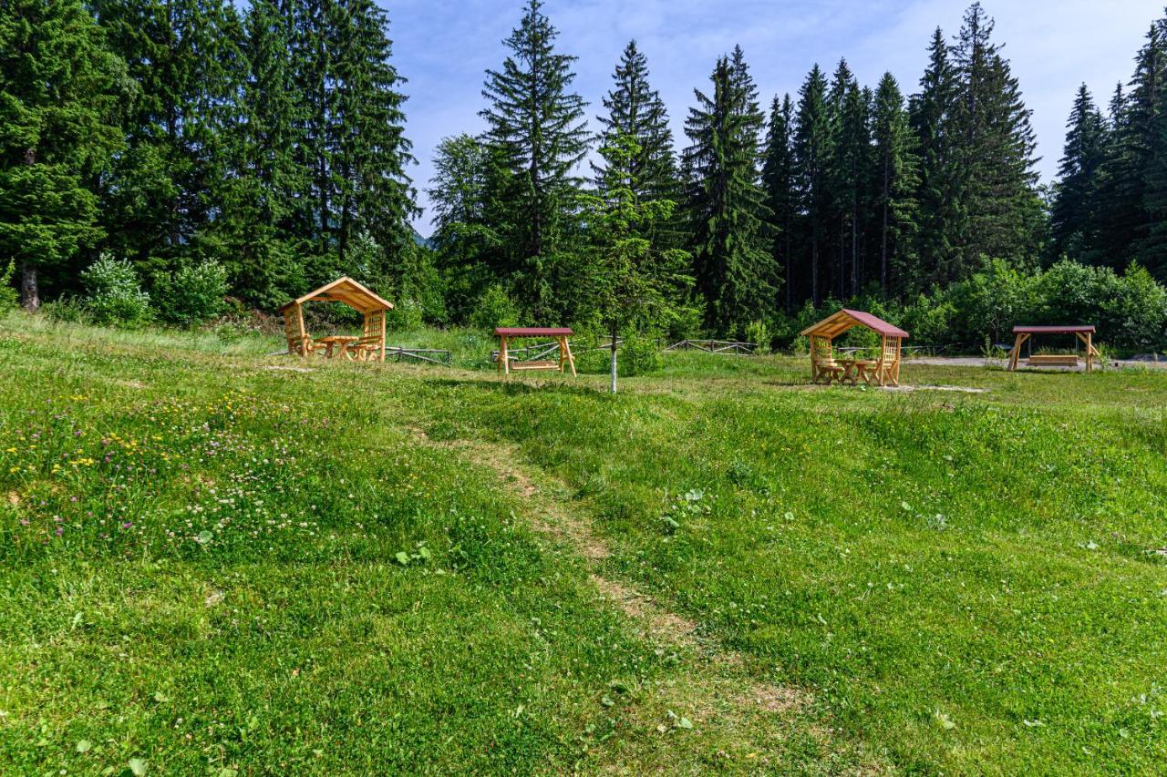 Forest Corner In Silver Mountain Of Poiana Brasov Buitenkant foto